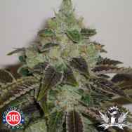 303 Seeds Jet Fuel G6